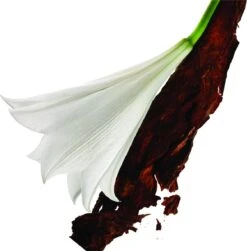 Yves Saint Laurent Mon Paris 30 Ml - Eau De Parfum - Damesparfum -Mode Cosmetica Winkel 1181x1200 7