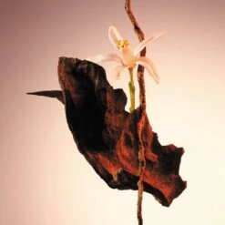 Hugo Boss The Scent For Her Eau De Parfum Spray 30 Ml -Mode Cosmetica Winkel 1200x1200 1476